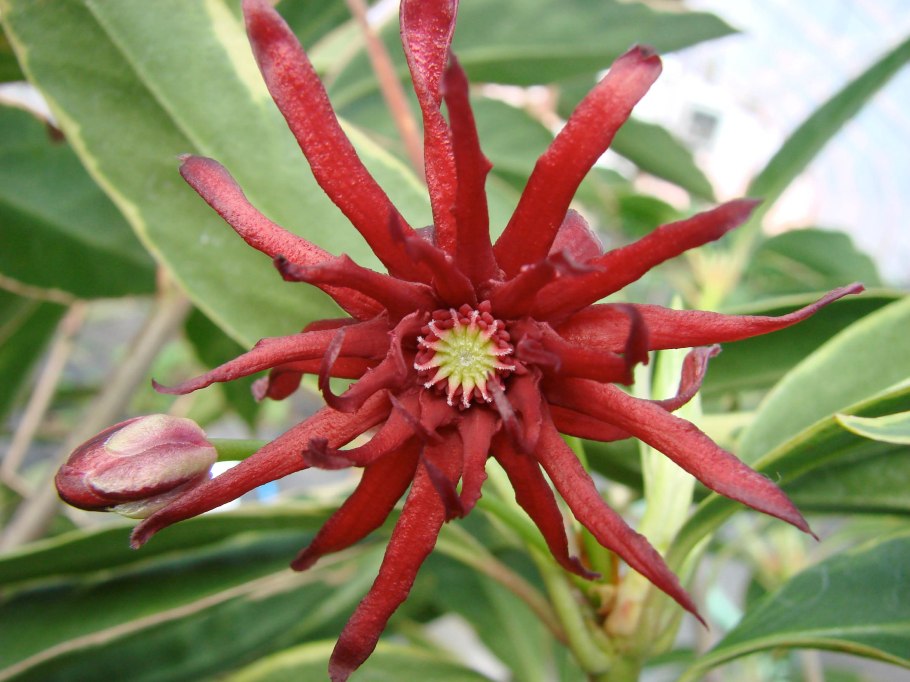 Бадьян цветет