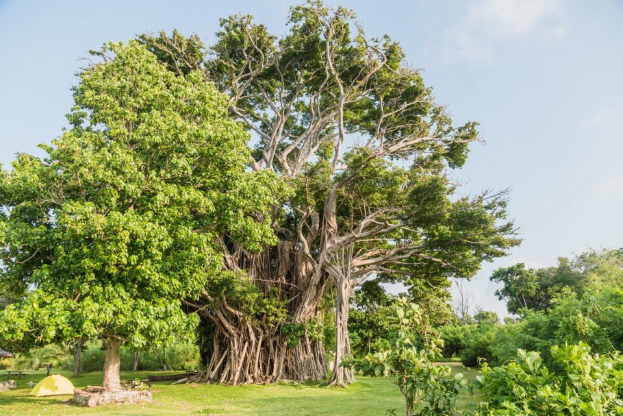 Дерево бадьян Индия