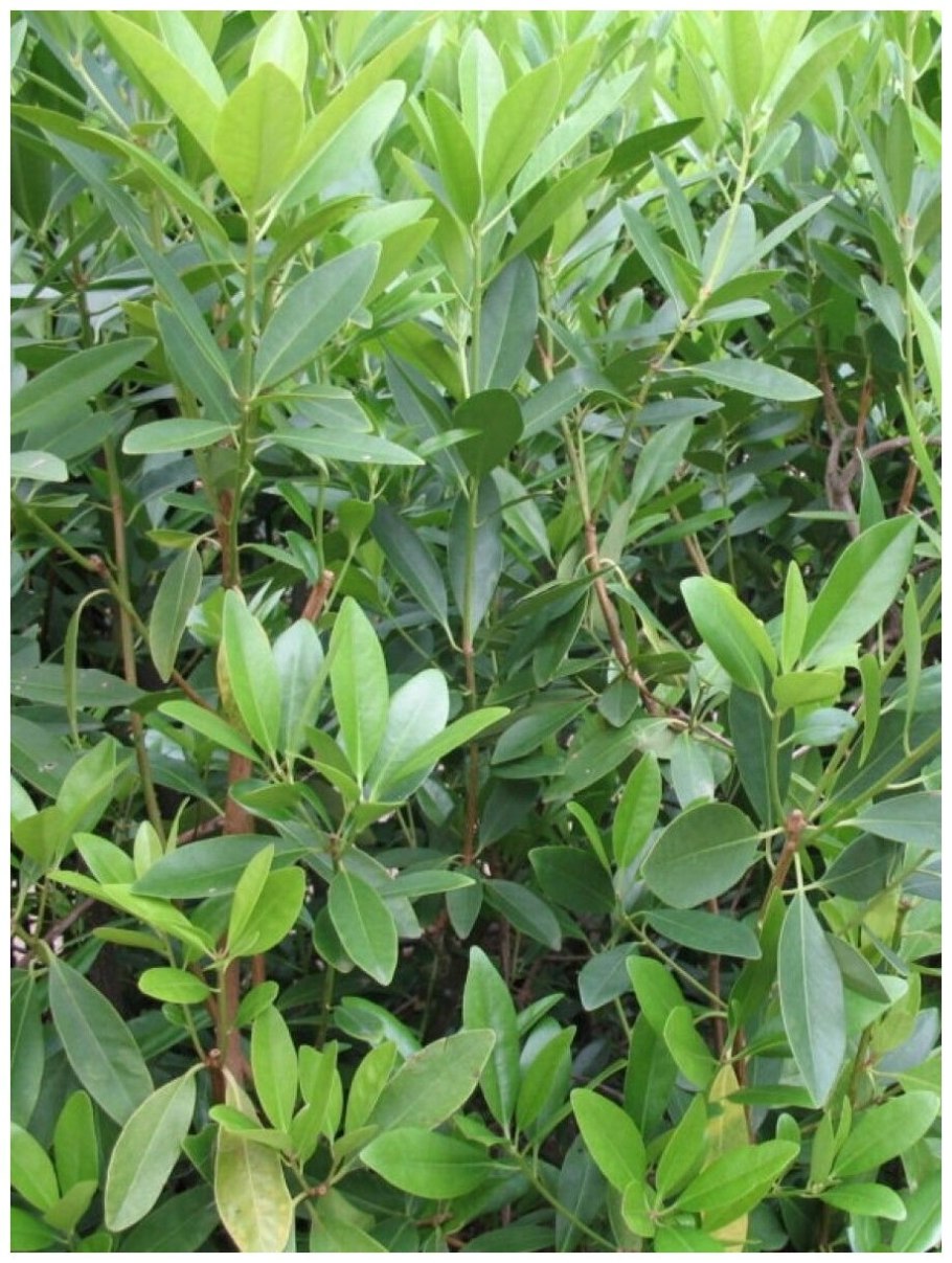 Бадьян настоящий растение