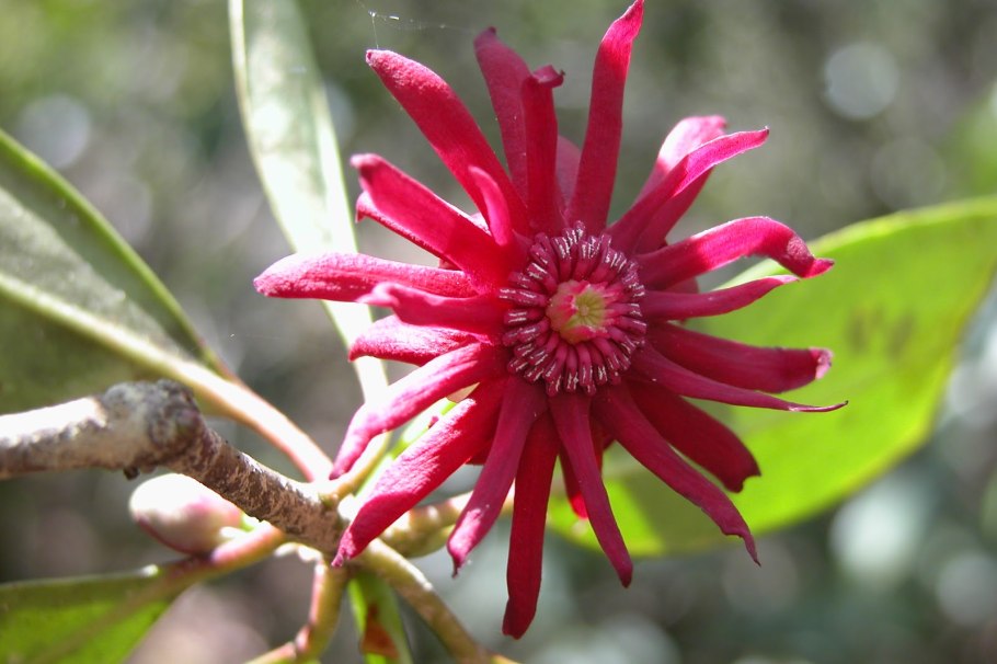 Бадьян розовые цветы