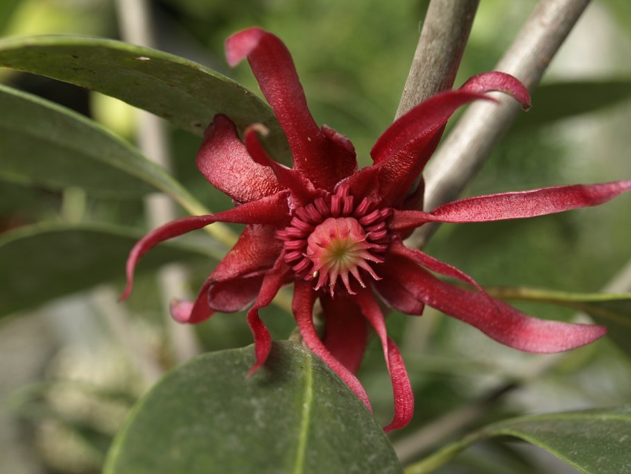 Illicium guajaibonense