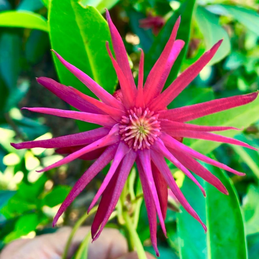 Illicium floridanum