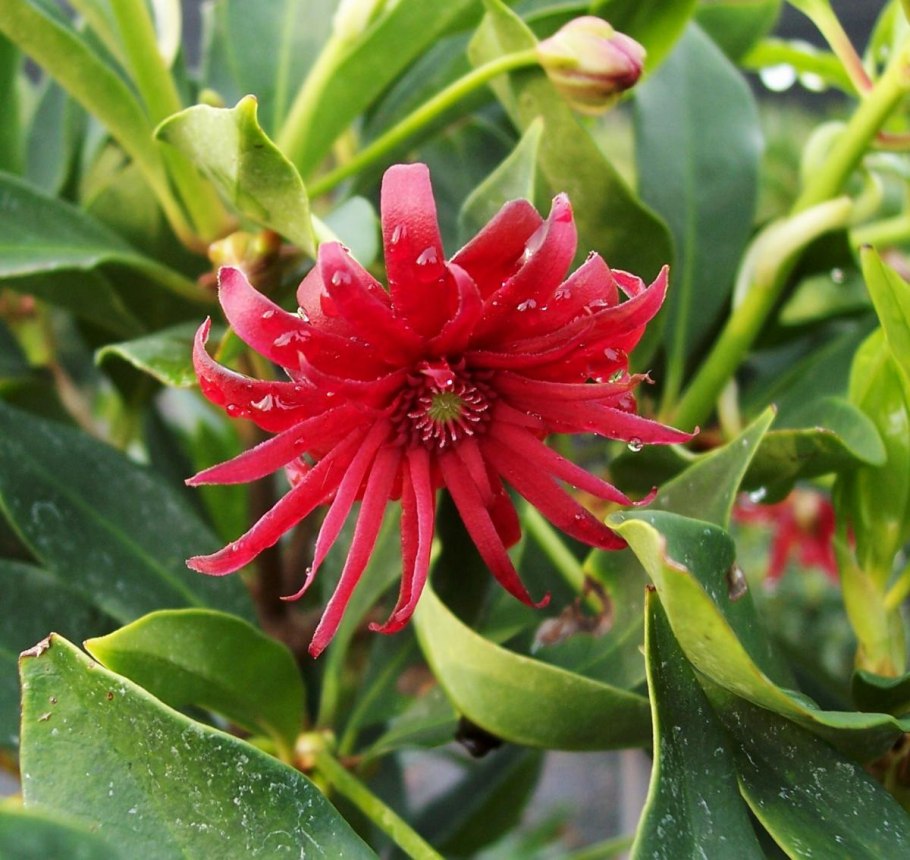 Бадьян звездчатый растение