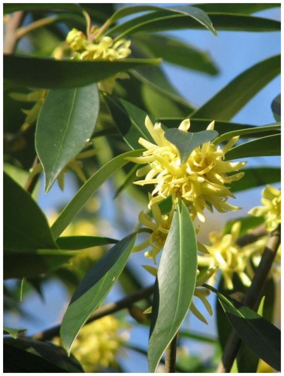 Бадьян куст многолетний