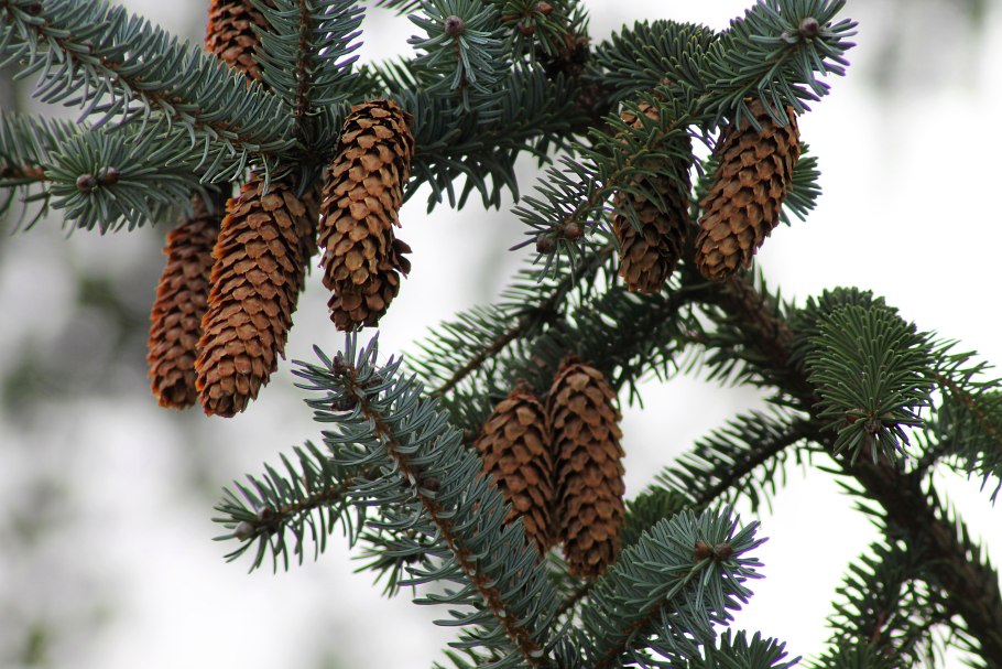 Picea obovata шишки