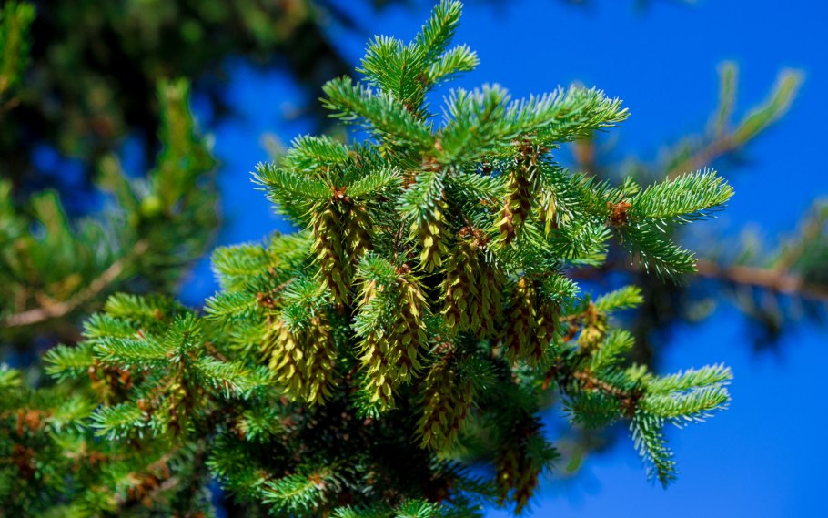 Ель пихта кедр