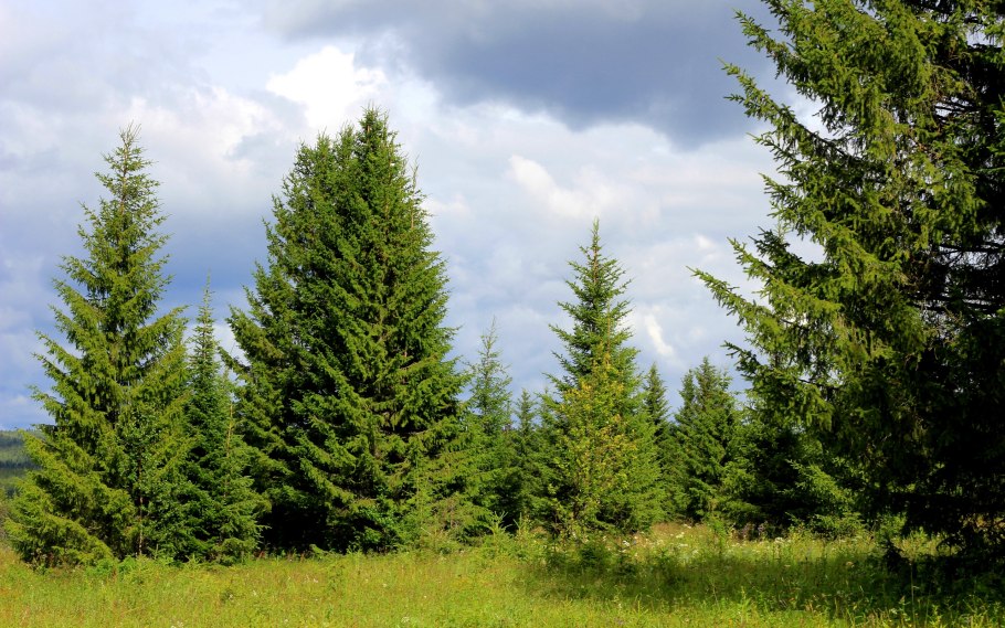 Сибирская пихта подлесок