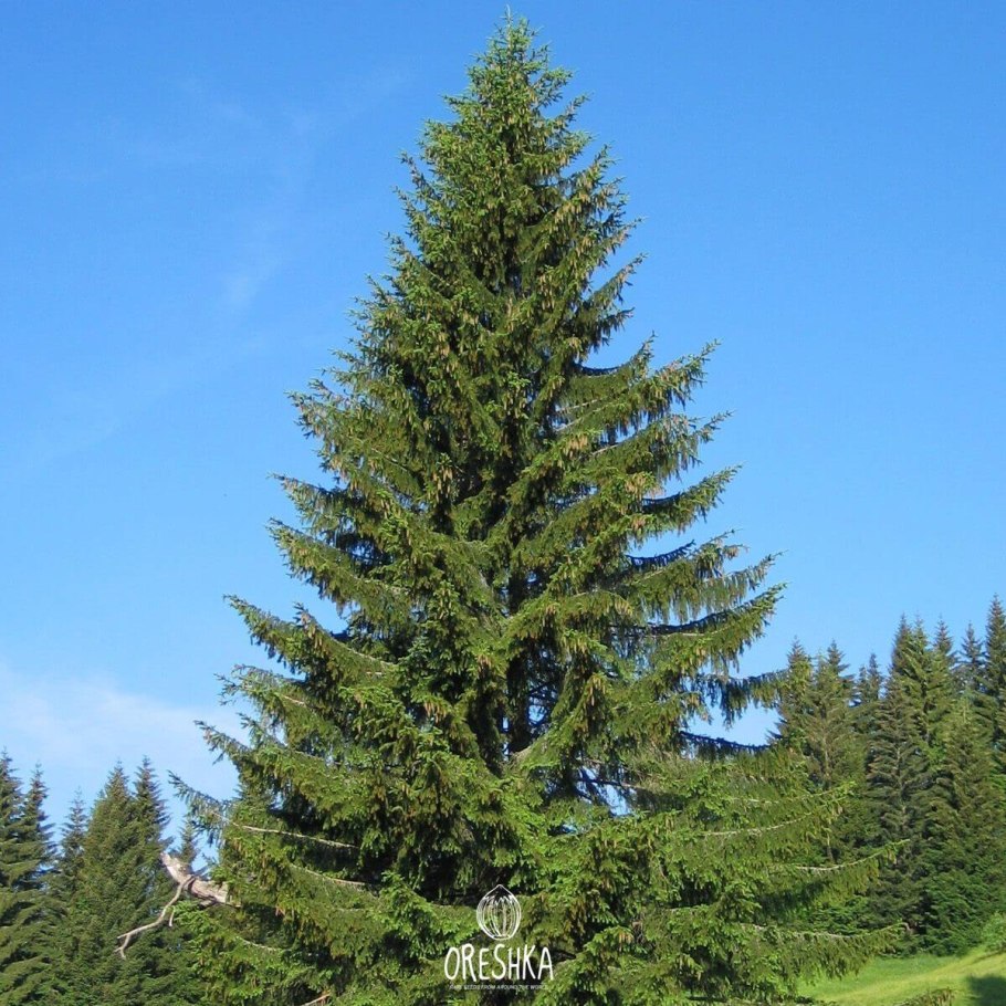 Ель Лесная обыкновенная
