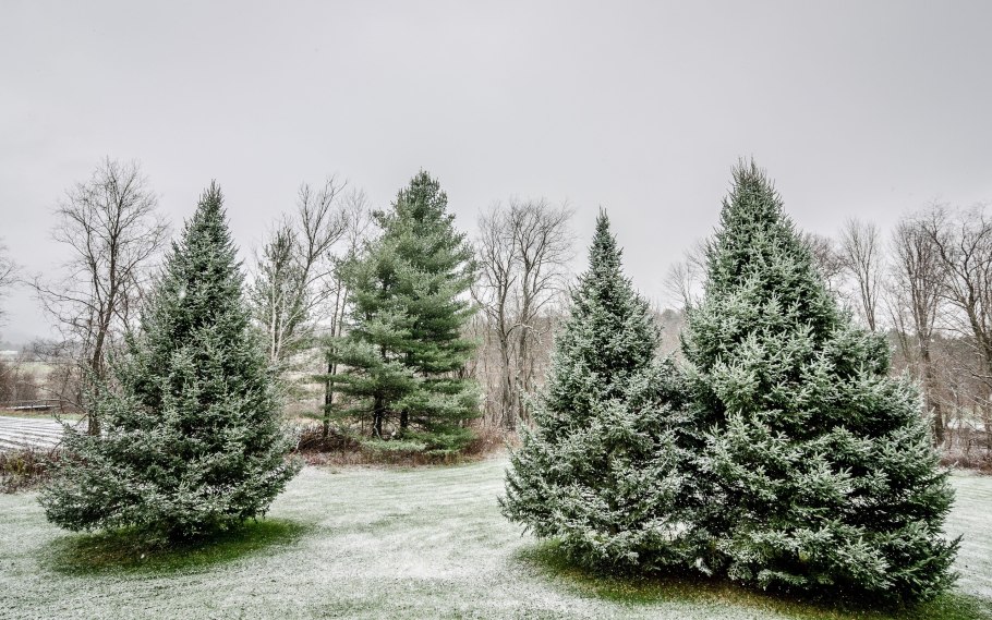 Пихта Уральская
