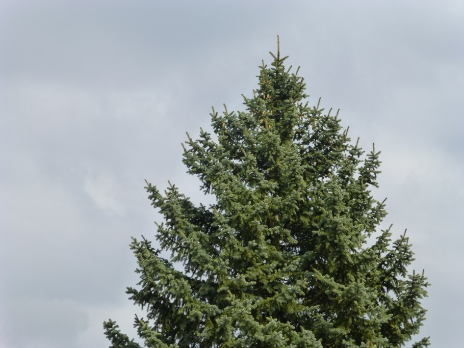 Ель елка сосна пихта