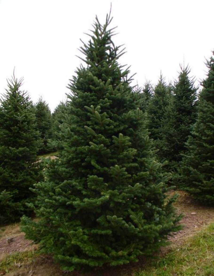Ель колючая Сибирская