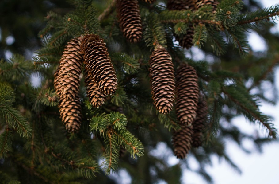 Ветка ели с шишками