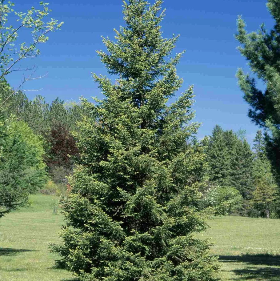 Ель обыкновенная (европейская) - Picea Аbies