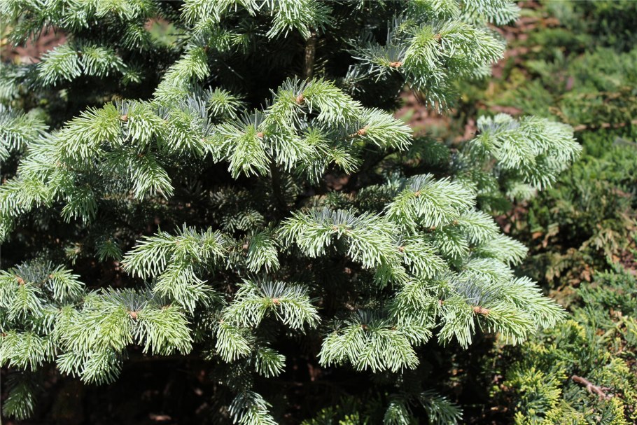 Пихта обыкновенная хвоя