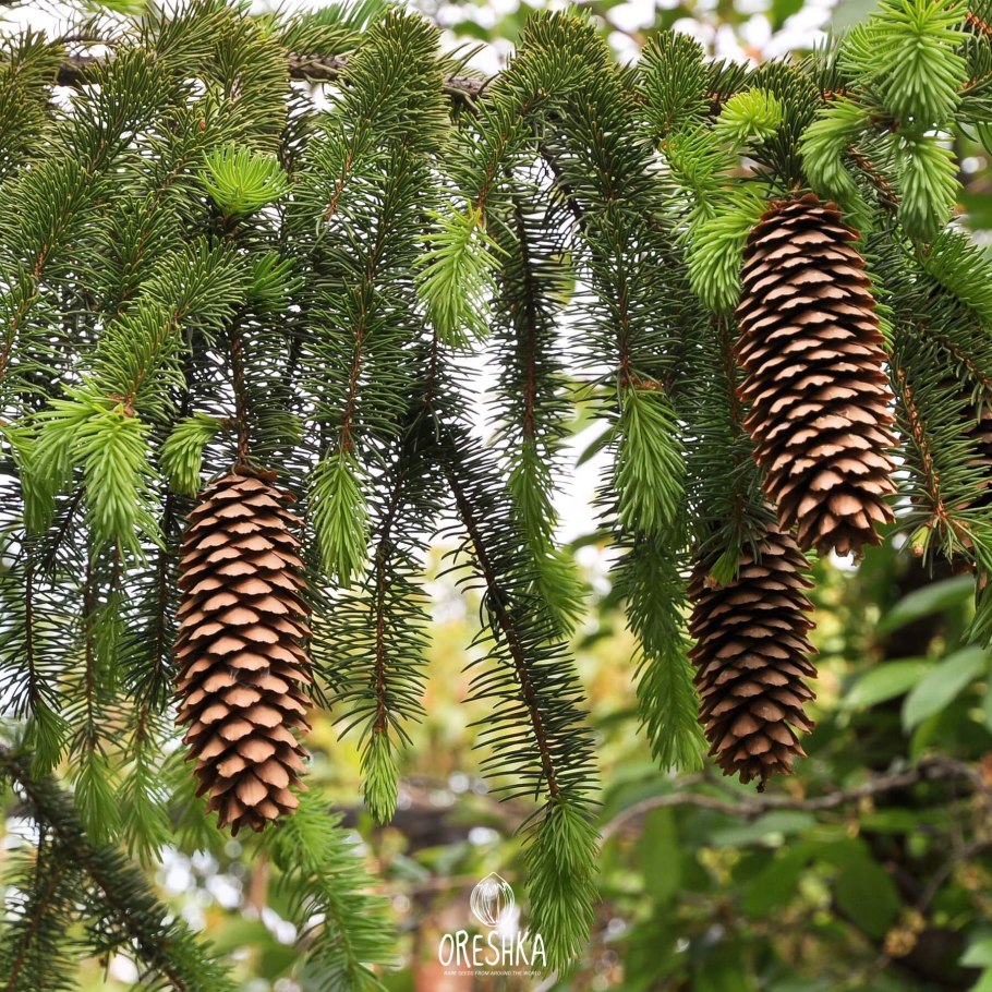Ель европейская Picea Abies