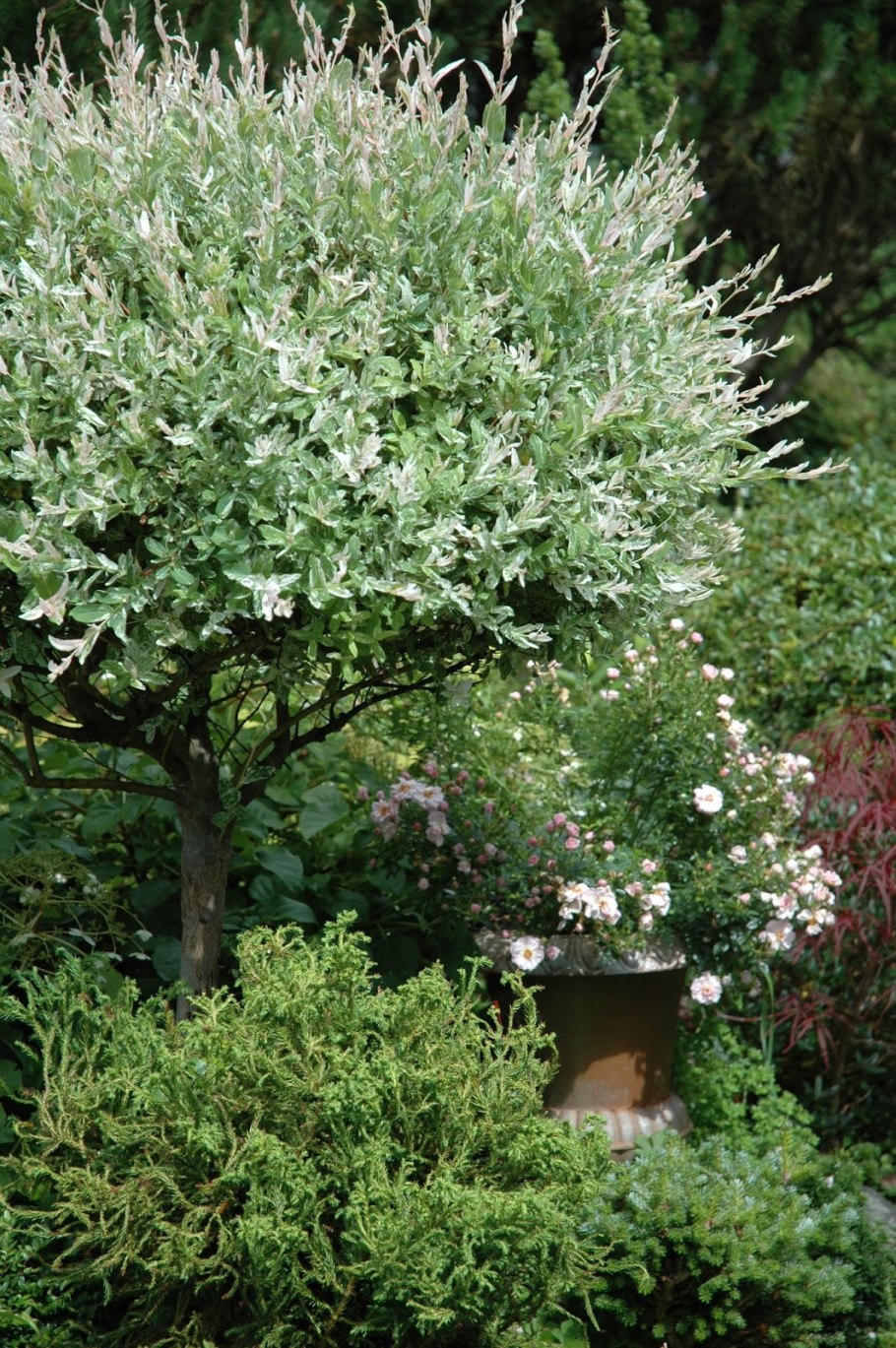 Ива шаровидная Хакуро нишики