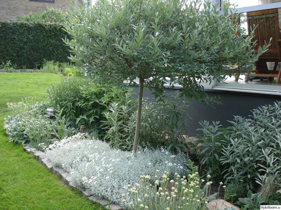 Дерен айвори Хало