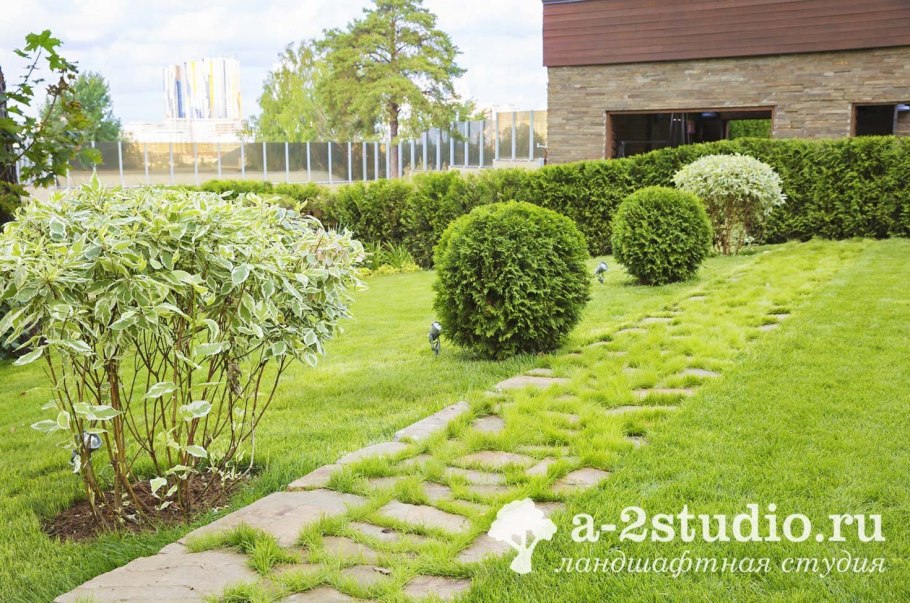 Барбарис Элегантиссима