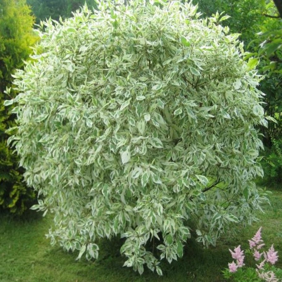 Дерен белый в миксбордере