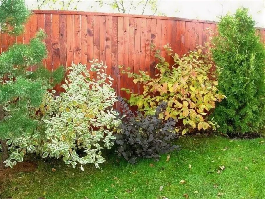 Пираканта ниваки