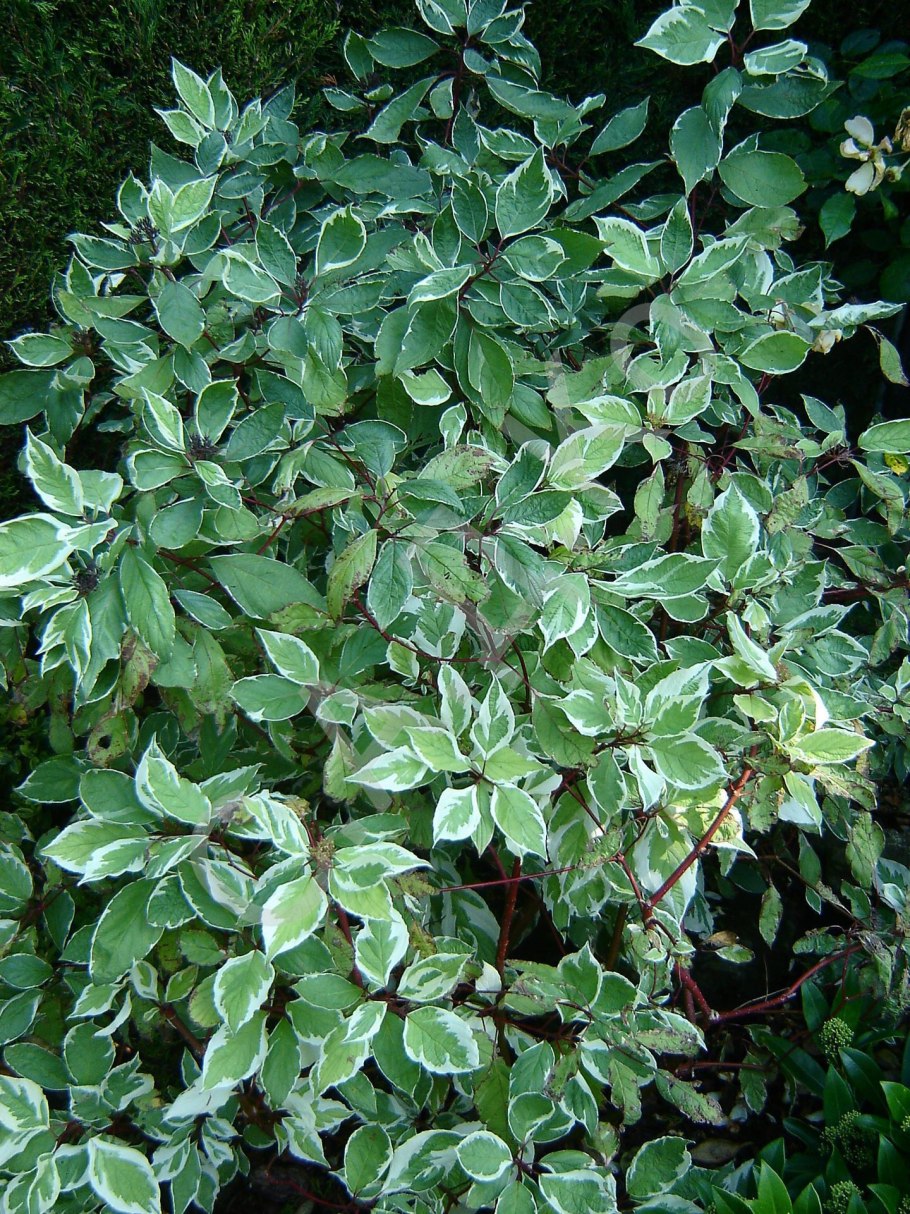 Японская Ива Хакуро нишики