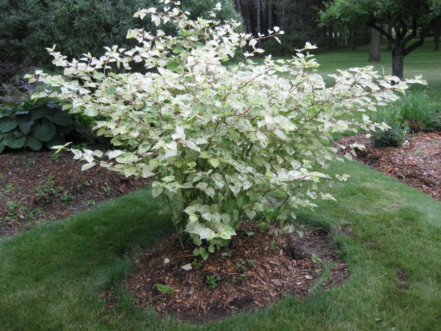 Дерен Элегантиссима ниваки