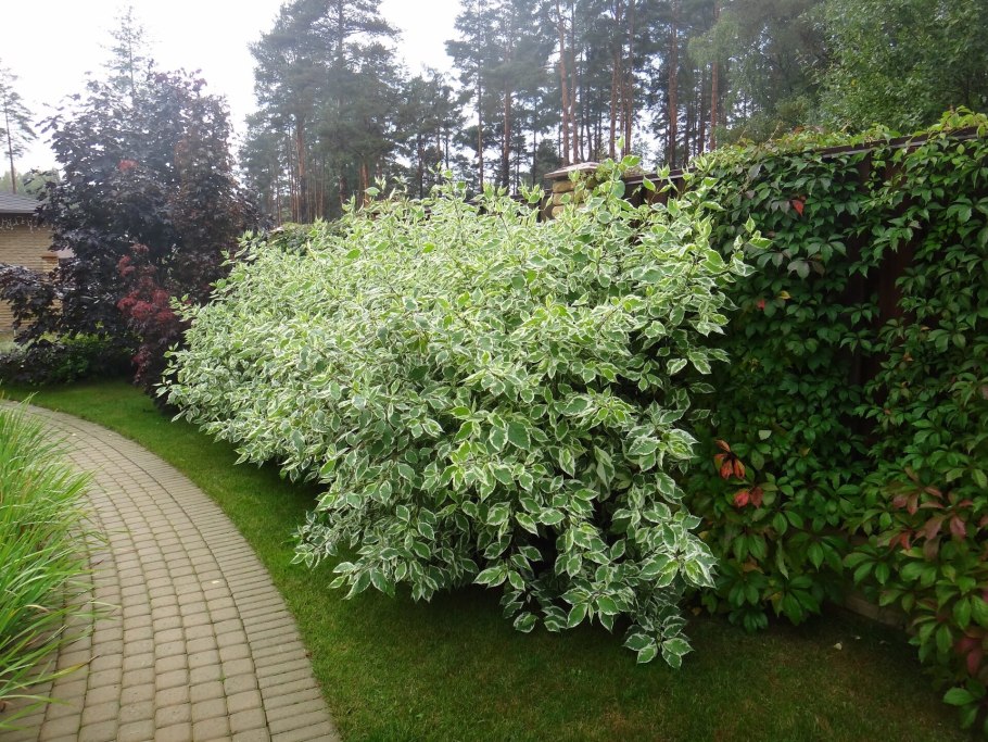 Дерен, скумпия, туя, Ива