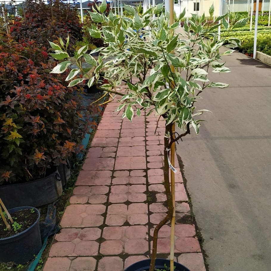 Дерен белый на штамбе