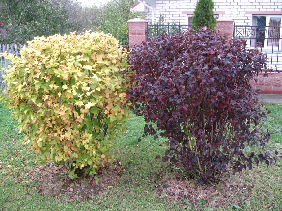 Дерен белый Элегантиссима