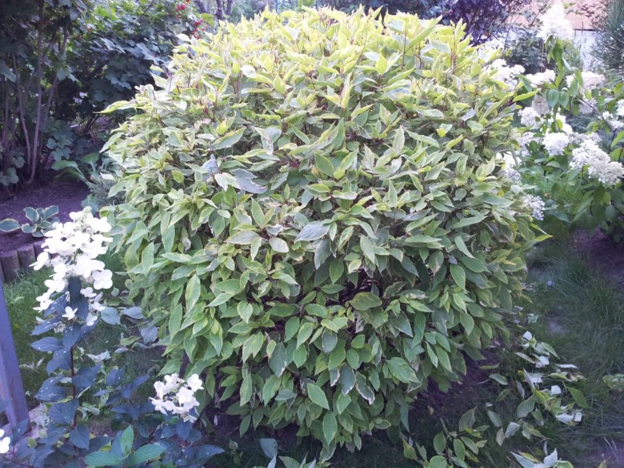 Дерен белый Элегантиссима на штамбе