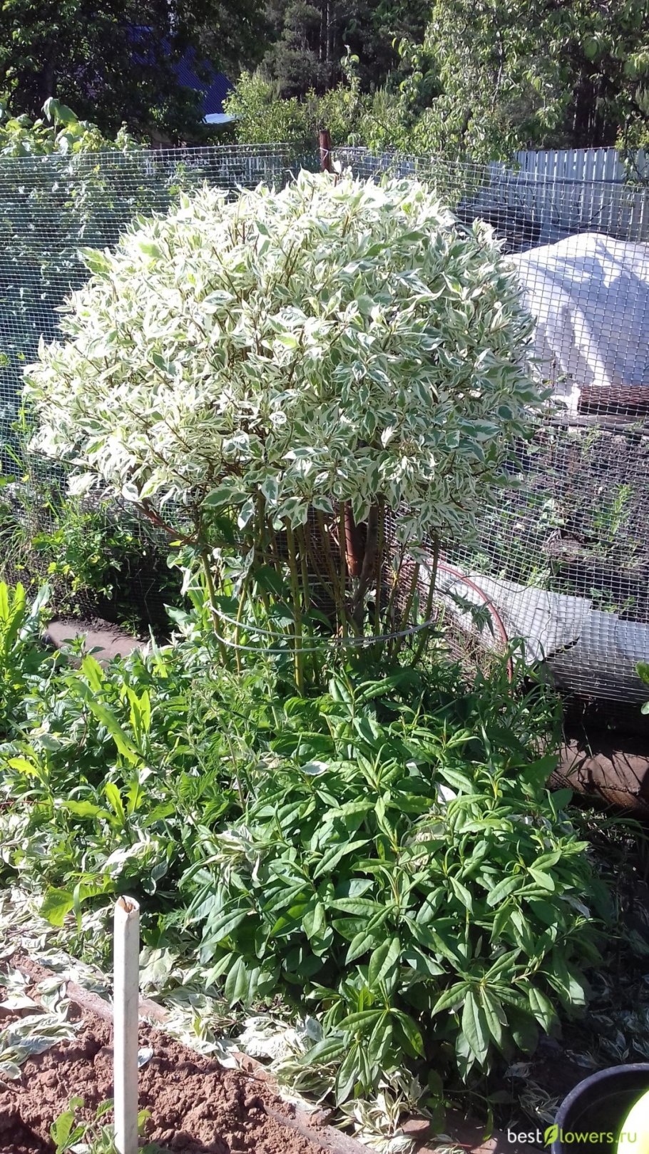 Ива швейцарская Гельветика