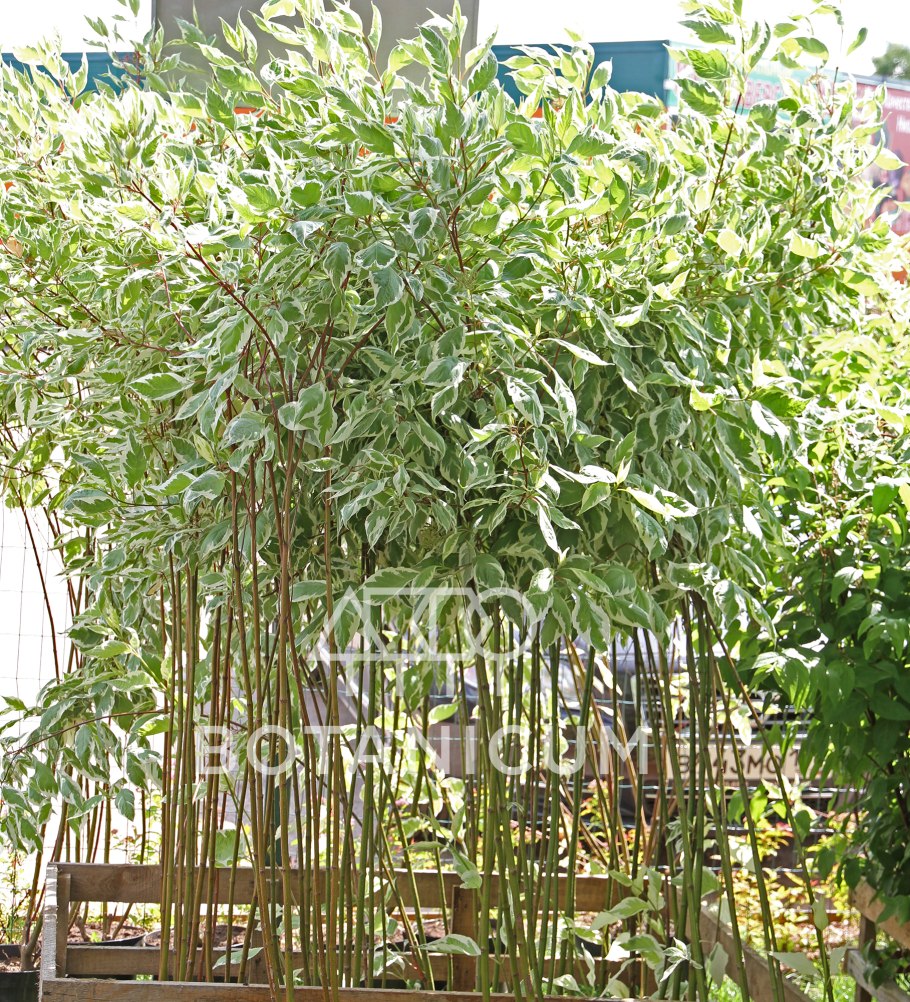 Дерен белый elegantissima на штамбе