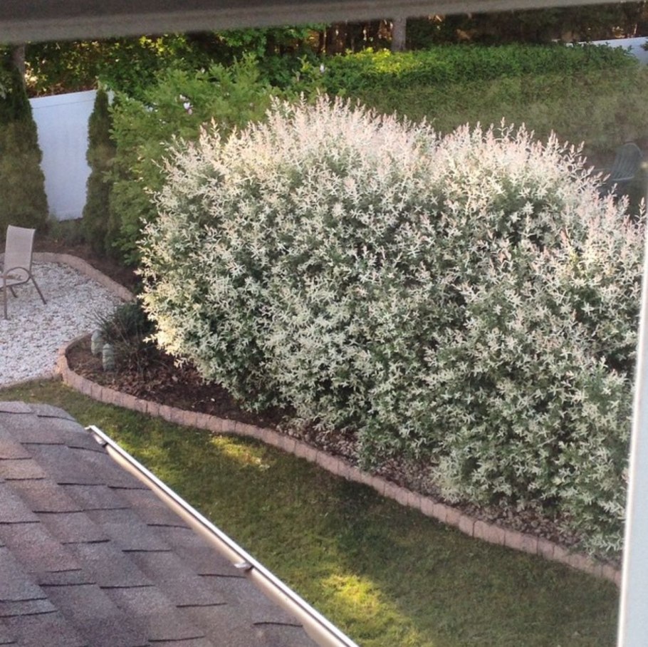 Дерен Коуза / Cornus Kousa