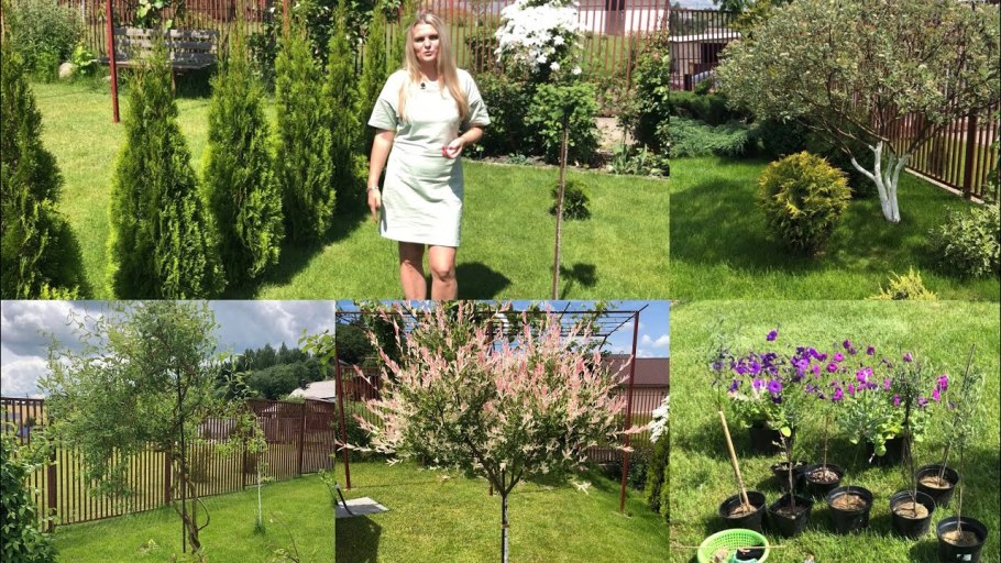 Cornus Alba elegantissima на штамбе