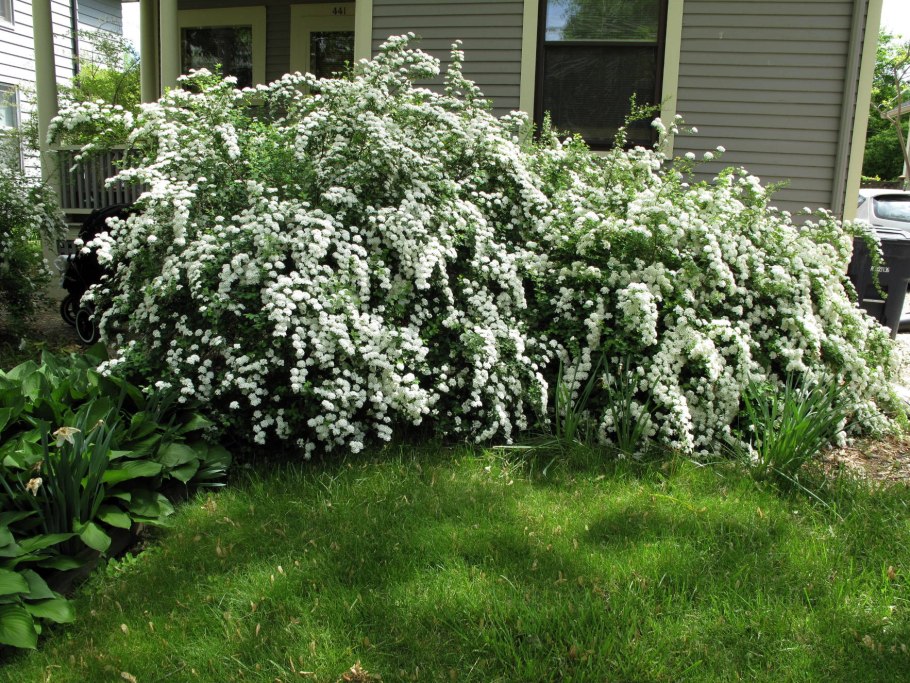 Дерен Ауреа Элегантиссима