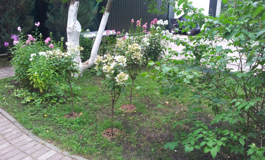 Куст штамб пузыреплодник