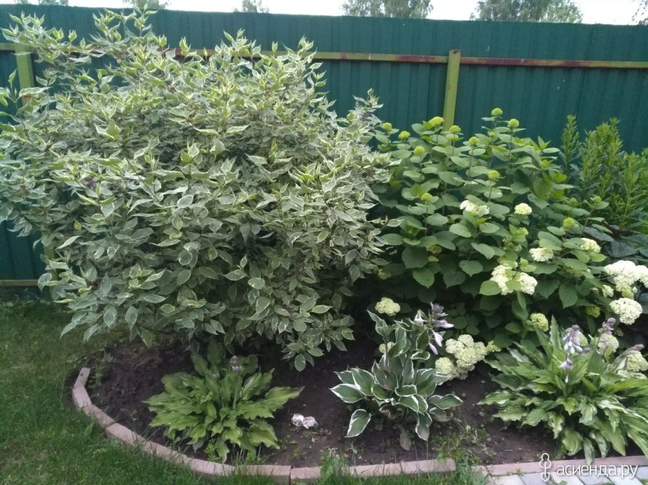 И́ва цельноли́стная (лат. Salix Integra)