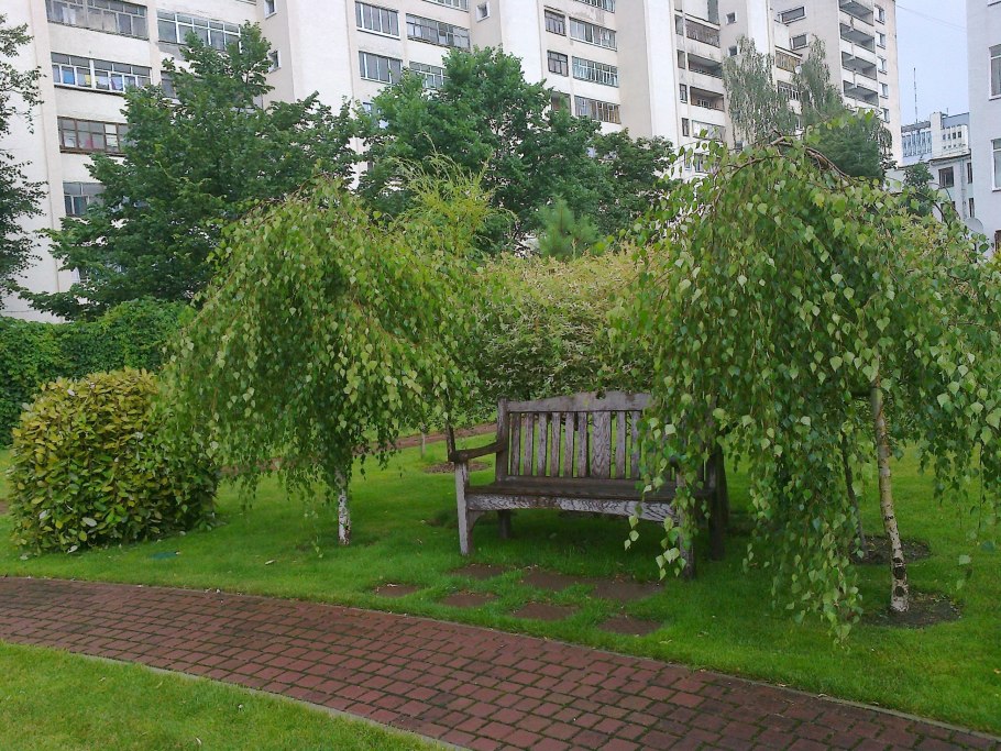 Дерен на штамбе