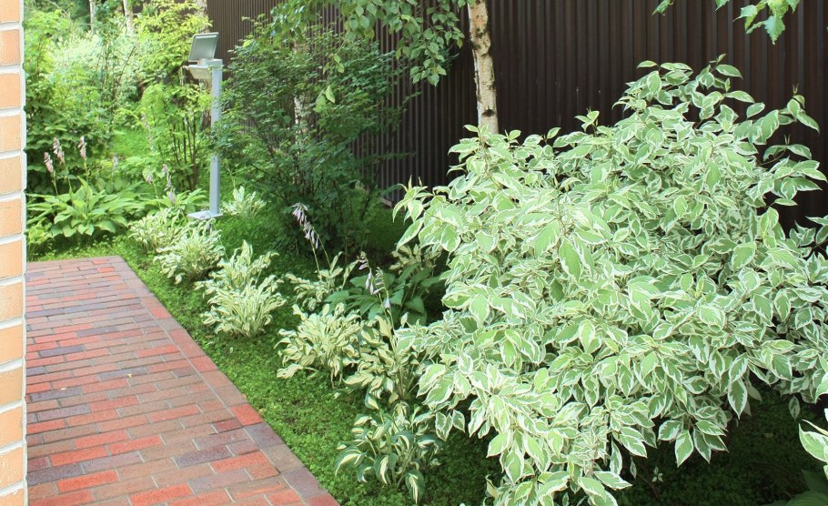 Дерен пестролистный