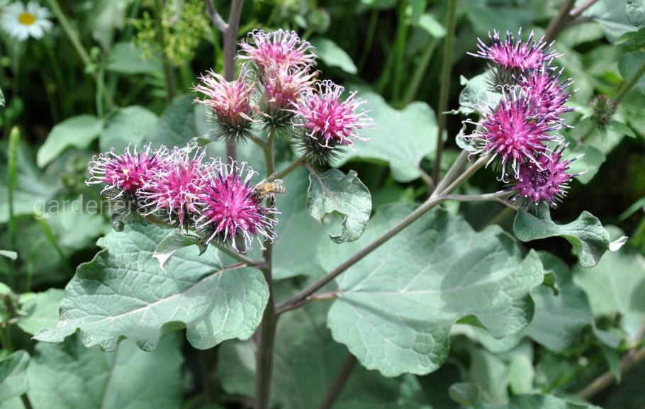 Репейник (Burdock)