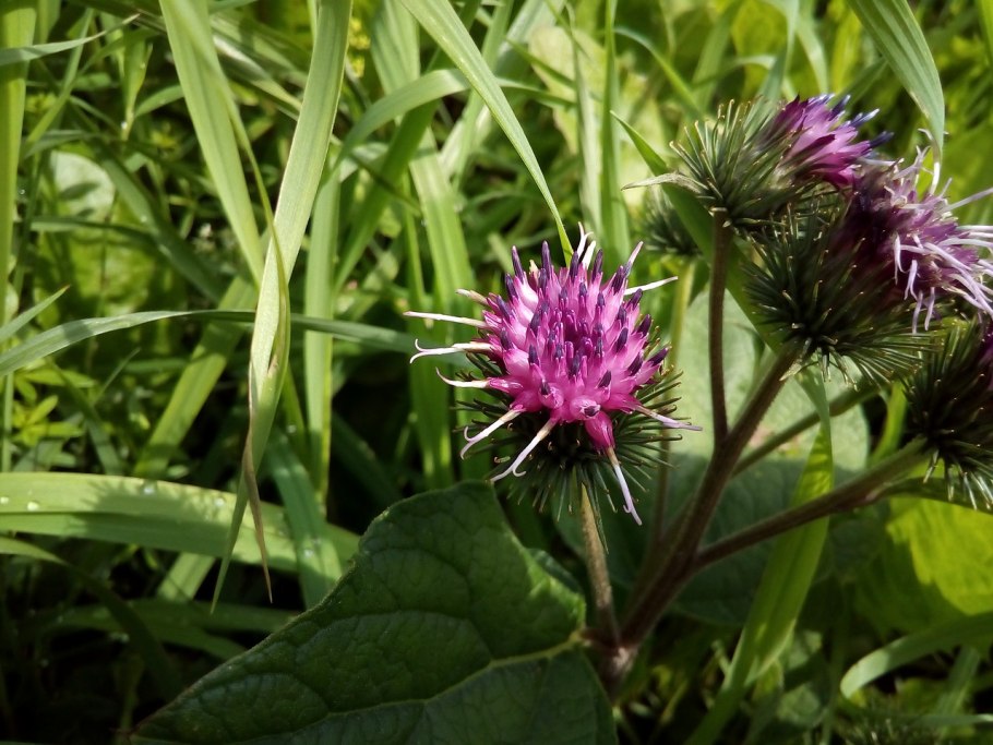 Arctium tomentosum
