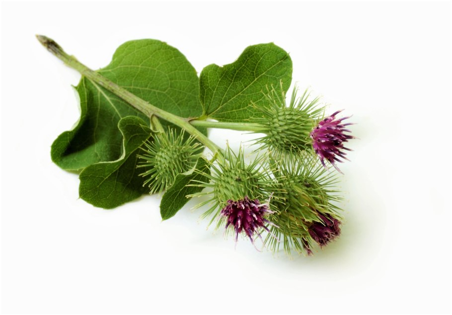 Репейник (Burdock)
