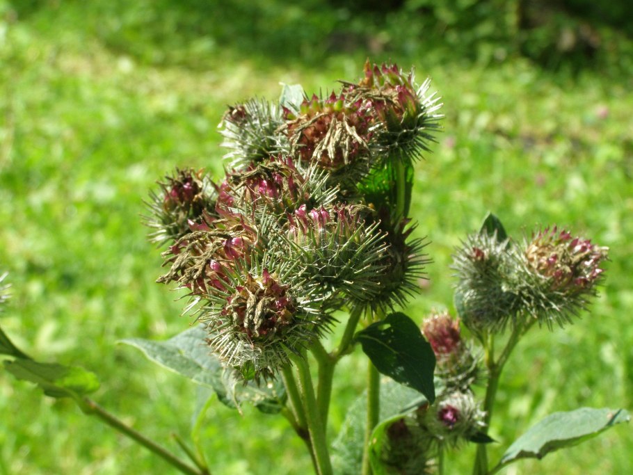 Лопух большой репейник