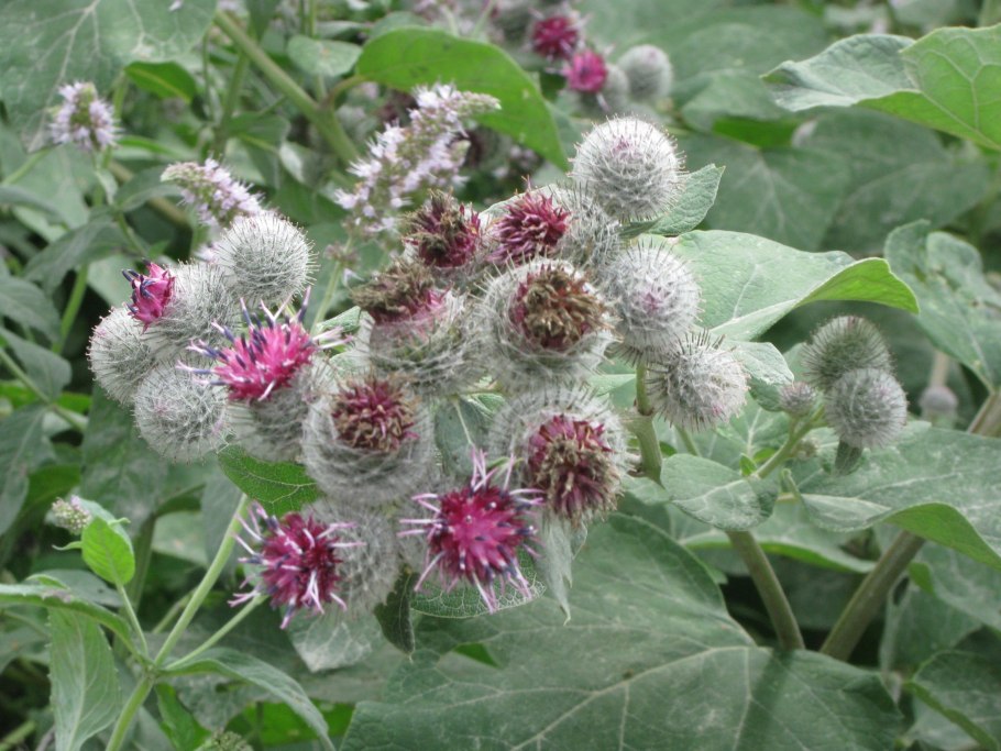 Лопух Лесной