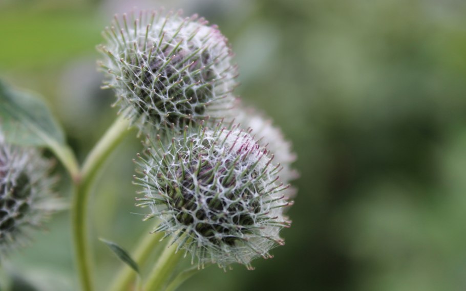 Сорняк лопух