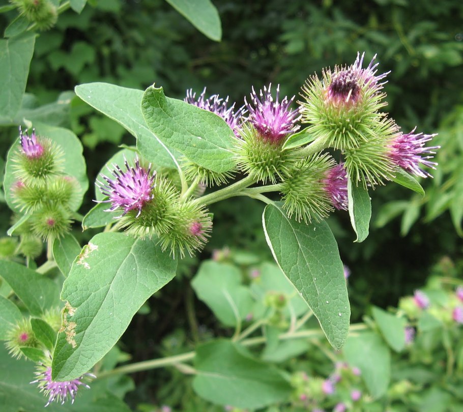 Репейник (Burdock)