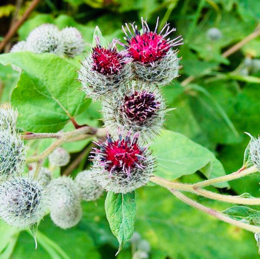 Arctium tomentosum