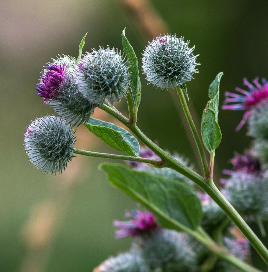 Arctium tomentosum