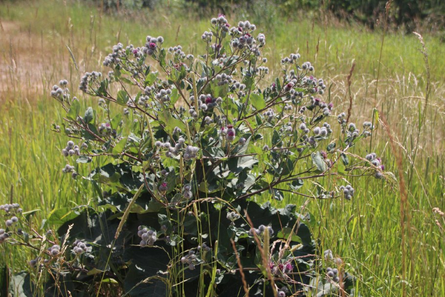 Репейник обыкновенный