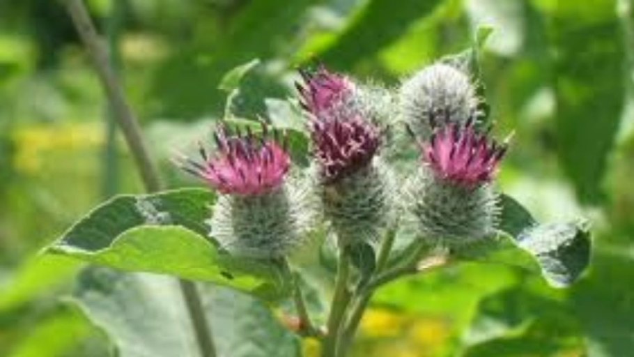 Репейник сорняк